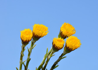 Image showing Coltsfoot (Tussilago farfara)