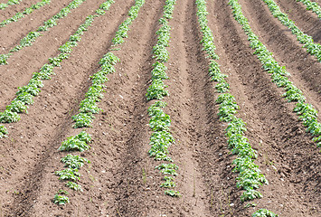 Image showing Potato field