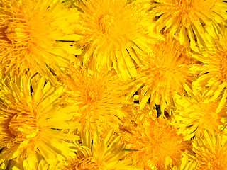 Image showing Dandelion flowers