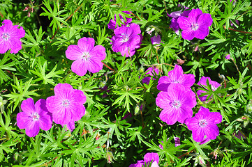 Image showing Crane's bill (Geranium)