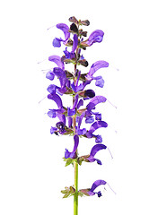 Image showing Meadow sage (Salvia pratensis)