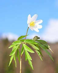 Image showing Wood anemone