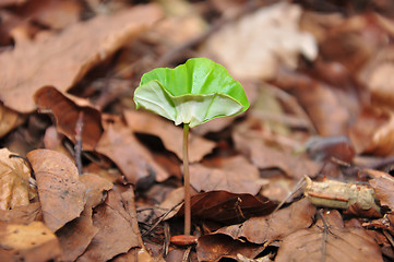 Image showing Beech seedling