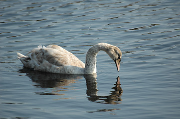 Image showing young swan