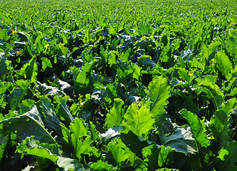 Image showing Beet field