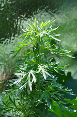 Image showing Wormwood (Artemisia absinthium)