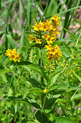 Image showing Yellow loosestrife (Lysimachia vulgaris)