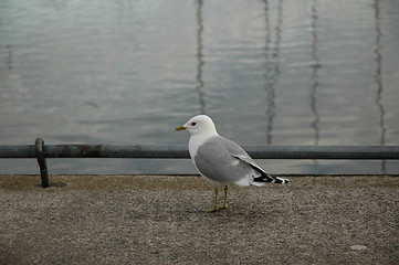 Image showing sea gull