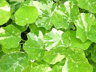 Image showing Background of bright green water cress leaves