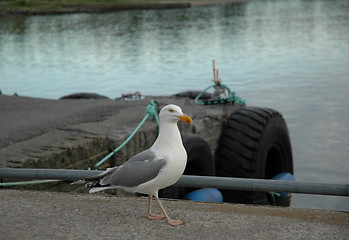 Image showing sea gull