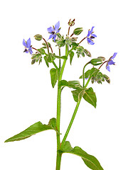 Image showing Borage (Borago officinalis)