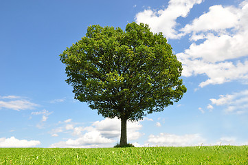 Image showing Solitary tree