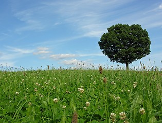 Image showing Landscape scenery with solitary tree