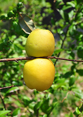 Image showing Chinese quince fruits (Chaenomeles speciosa)