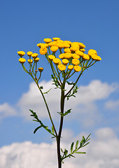 Image showing Tansy (Tanacetum vulgare)