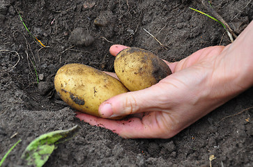 Image showing Harvesting potatoes