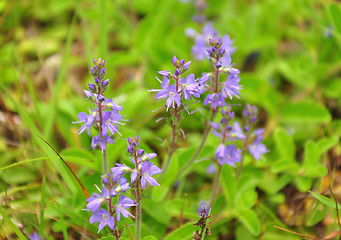 Image showing Common Speedwell (Veronica officinalis)