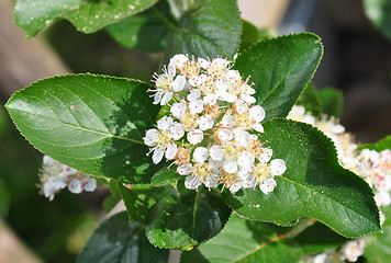 Image showing Chokeberry flowers (Aronia melanocarpa)