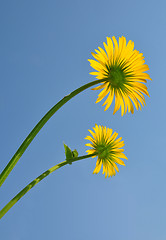 Image showing Leopard's Bane (Doronicum orientale)