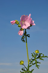 Image showing Greater musk-mallow (Malva alcea)