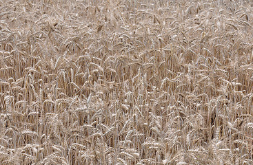 Image showing Barley field