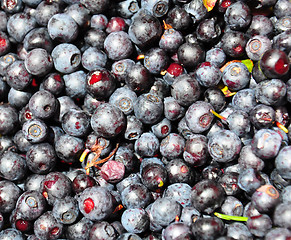 Image showing Wild bilberries after collecting