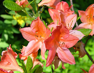 Image showing Rhododendron flower