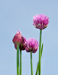 Image showing Onion flowers