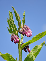 Image showing Comfrey (Symphytum officinale)