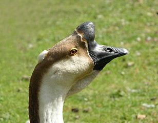 Image showing Knob goose