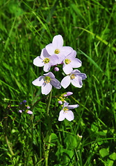 Image showing Cuckoo flower (Cardamine pratensis)