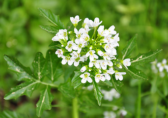 Image showing Watercress (Nasturtium officinale)