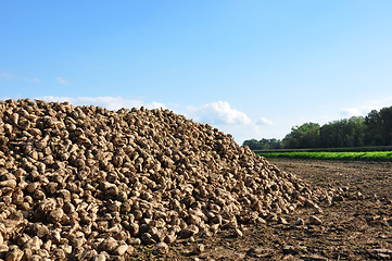 Image showing Sugar beets