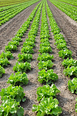 Image showing Lettuce field