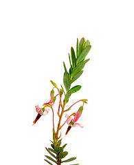 Image showing Cranberry flowers (Vaccinium macrocarpon)