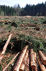 Image showing Wood logging