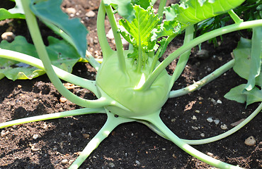 Image showing Kohlrabi