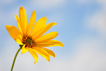 Image showing Small sunflower