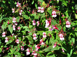 Image showing Himalayan balsam (Impatiens glandulifera)