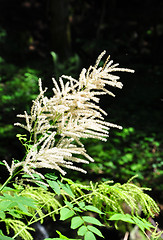 Image showing Goat's beard (Aruncus dioicus)