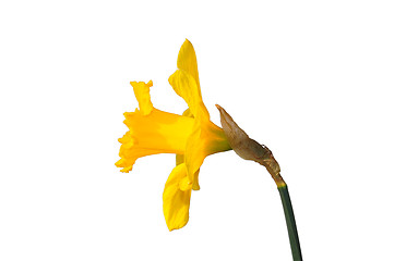 Image showing Daffodill