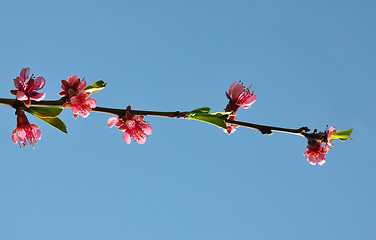 Image showing Peach flower (Prunus persica)