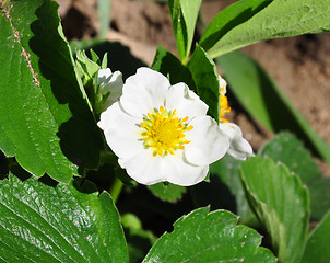 Image showing Strawberry flower (Fragaria)