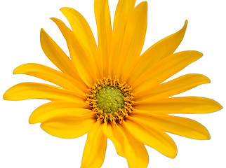 Image showing Small sunflower