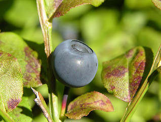 Image showing Bilberry with leaves