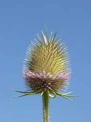 Image showing Thistle flower before blue sky
