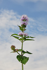 Image showing Water mint (Mentha aquatica)