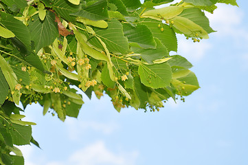 Image showing Lime flowers (Tilia)