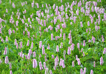 Image showing Common Bistort (Bistorta officinalis)