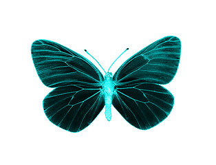 Image showing Alien butterfly